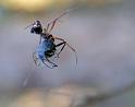 Argyrodes_antipodianus_D5986_Z_81_Home Wendy Eiby_Australie